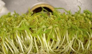 发豆芽的简单方法 发绿豆芽怎么发